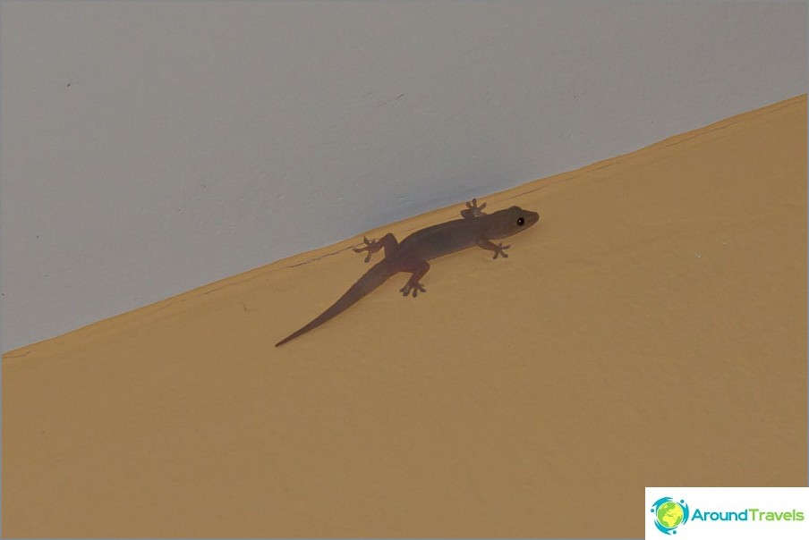 Der Gecko sitzt wie gewohnt unter der Decke