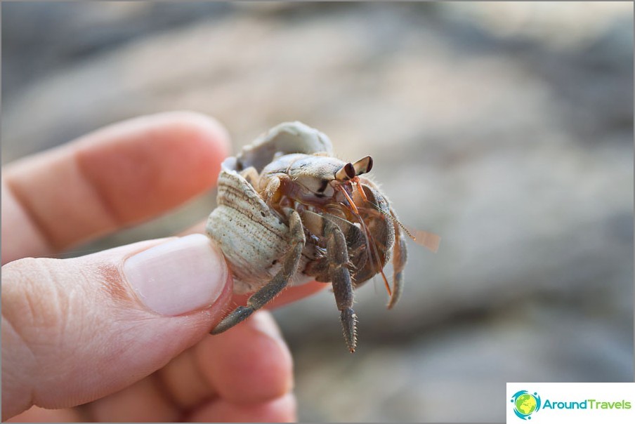 Рачків можна зустріти на море