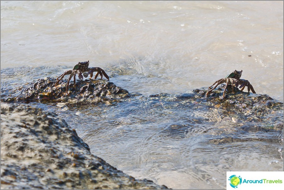 Krabbor är fastboende i strandstenar