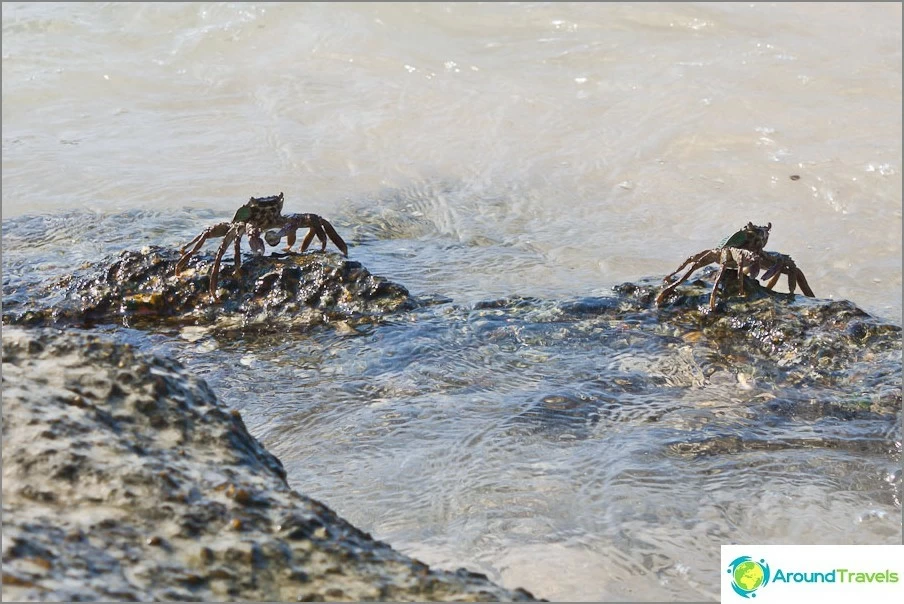 Crabs are permanent residents of beach stones