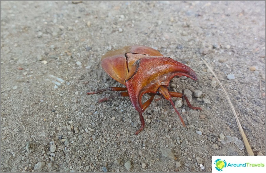 Alguns besouros se encontraram na selva