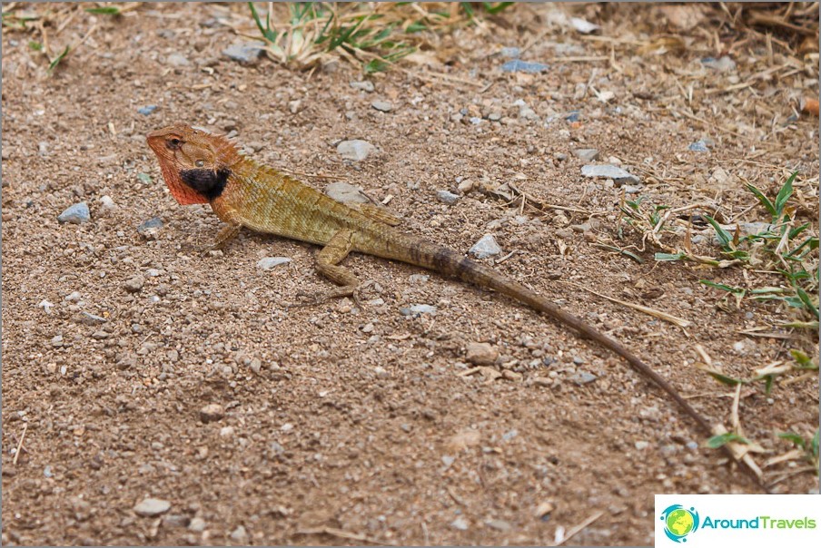 Às vezes você pode ver um lagarto de árvore em algum lugar da natureza