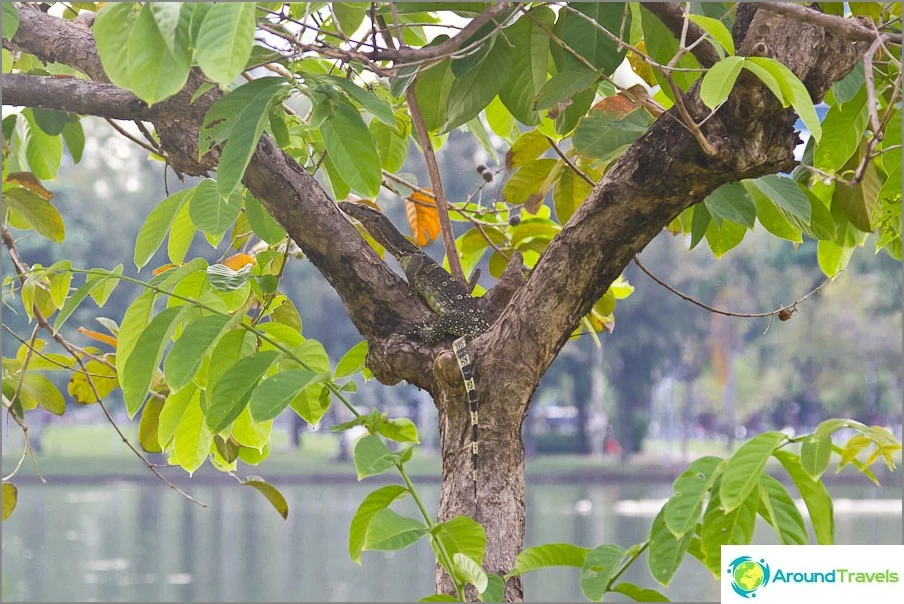 In Bangkok and near rivers, you can find a monitor lizard