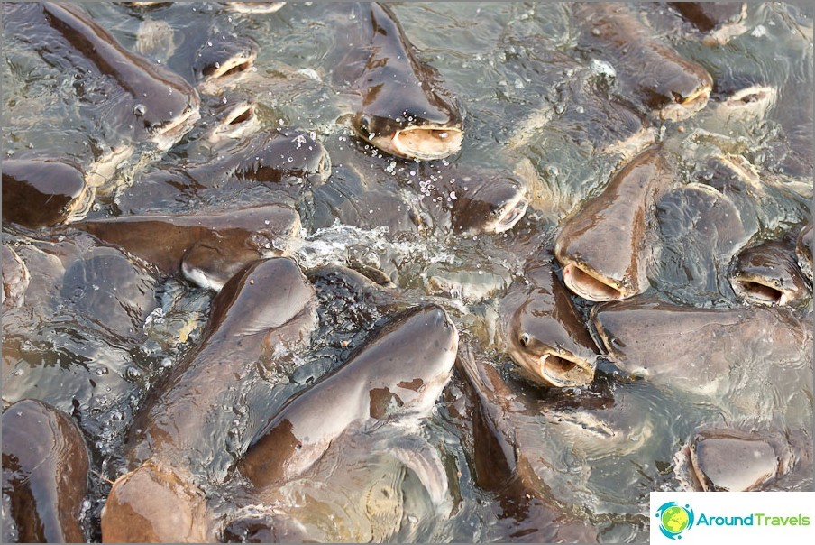 Catfish in such quantities are found only in artificial ponds, for example, near temples