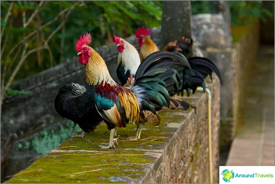 おんどりは寺院に住み、地元住民と一緒に朝鳴き