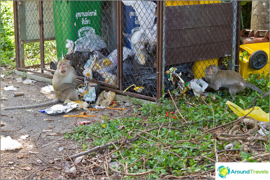 Monkeys are found on islands and can take away your food