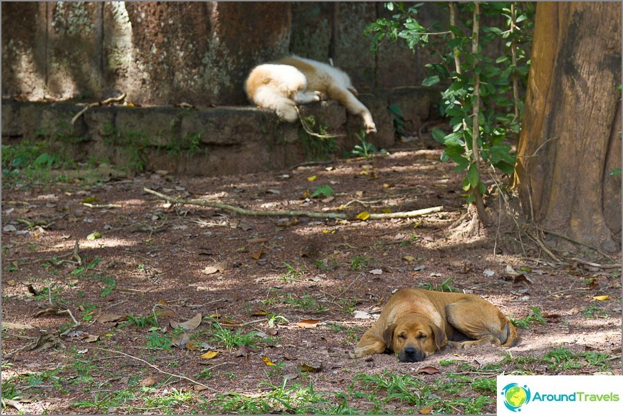 There are many dogs in Thailand, they sleep during the day, bark at night