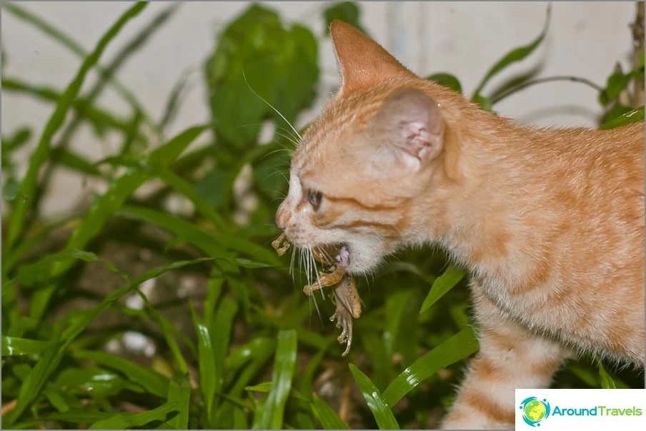 Gatos não menos do que cães podem vir à casa em busca de carinho e comida.