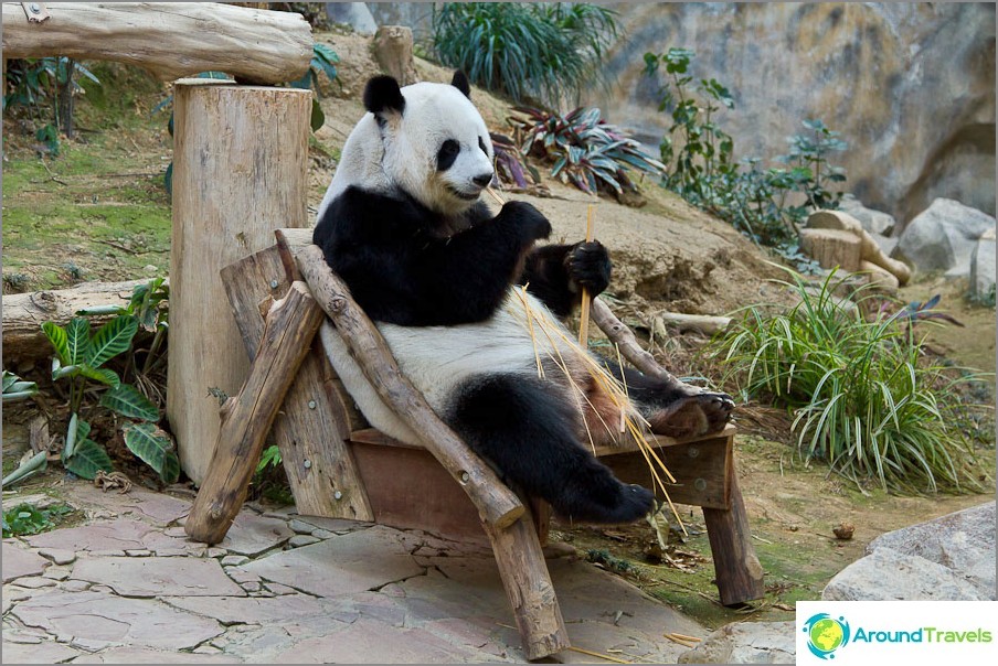 Pandas live only in zoos and don't walk the streets.