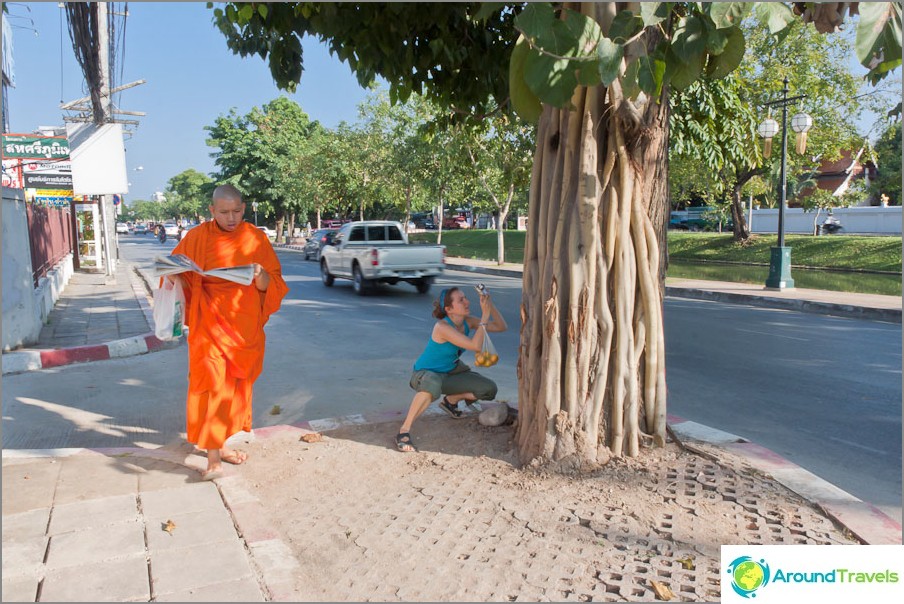 Monks walk everywhere in the city