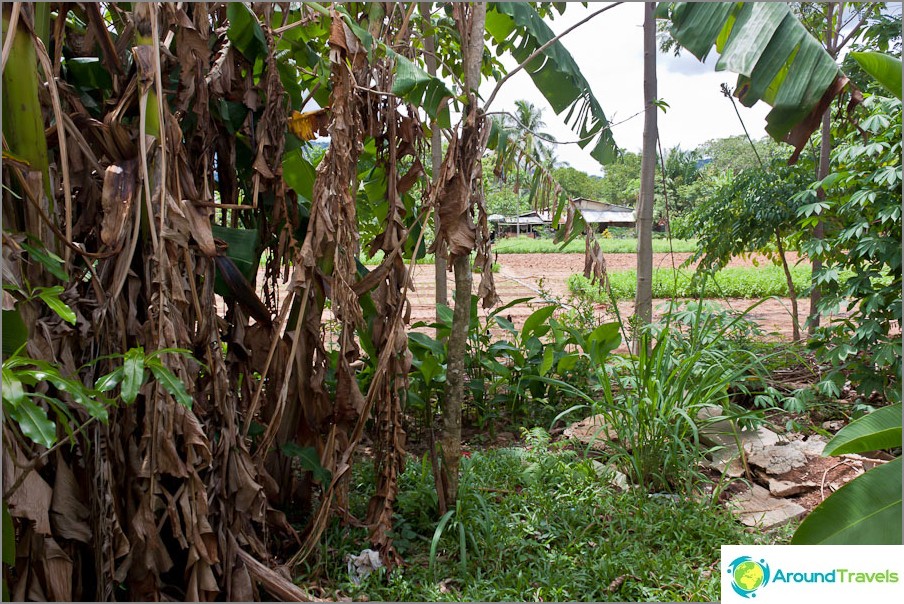 Do outro lado da plantação