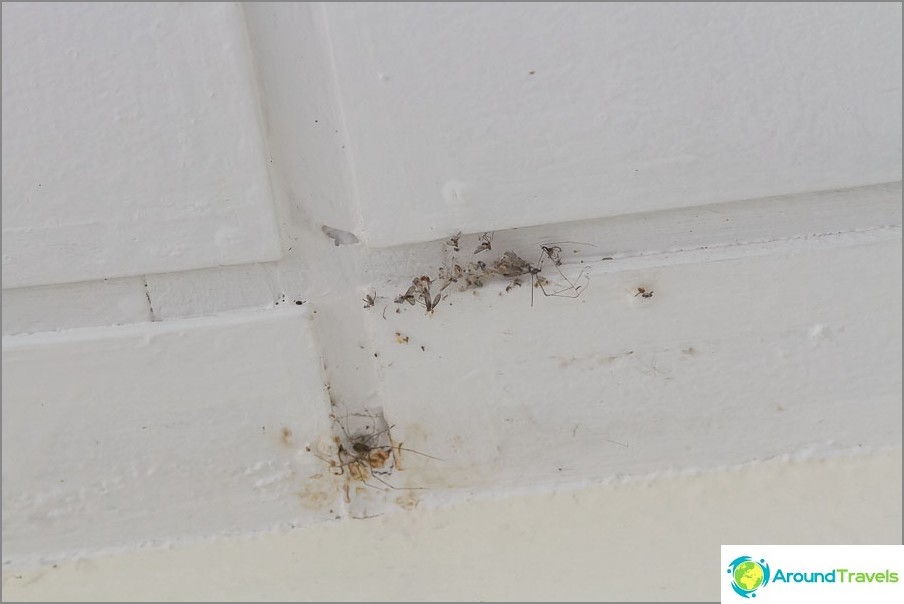 Cobwebs and flies on the ceiling