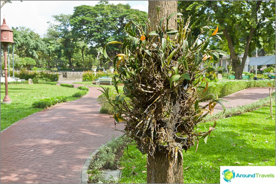 Plantas parásitas que crecen en el tronco de un árbol