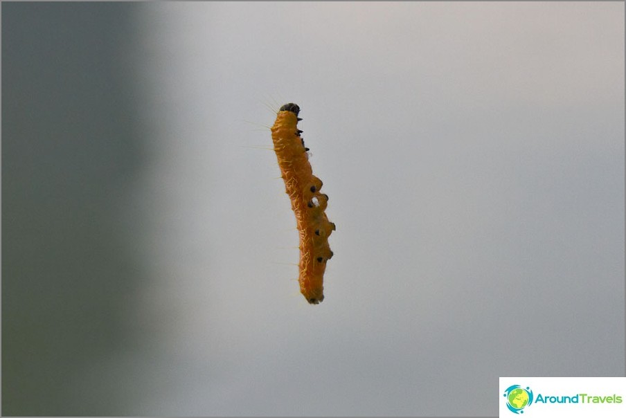 Caterpillars soar in the air