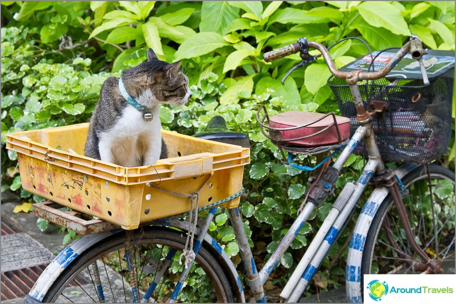 I gatti stanno aspettando i loro proprietari