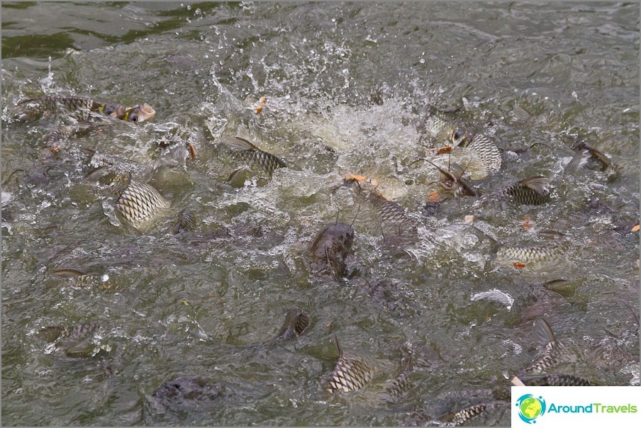 The pond is teeming with catfish, you can feed them with something