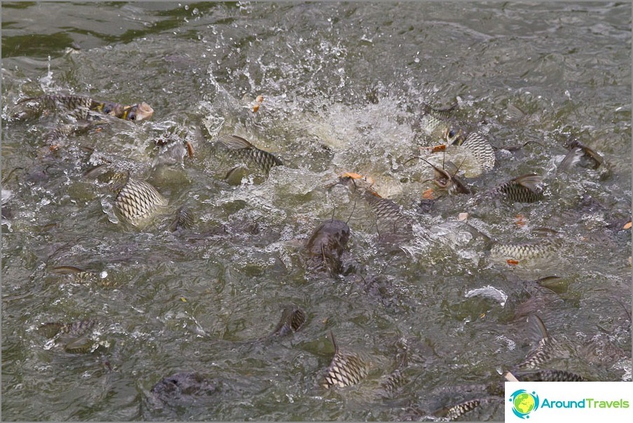 L'étang regorge de poissons-chats, vous pouvez les nourrir quelque chose