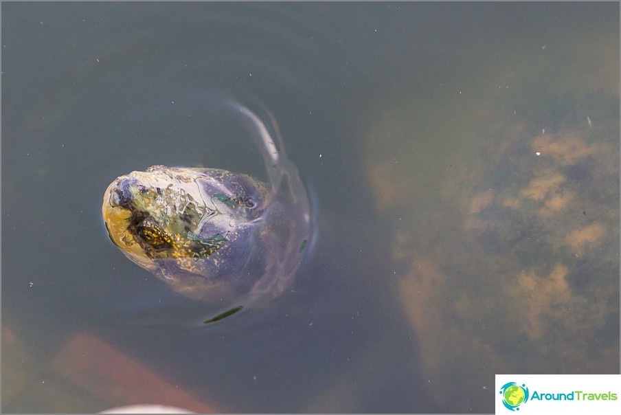 Healthy turtles in the pond