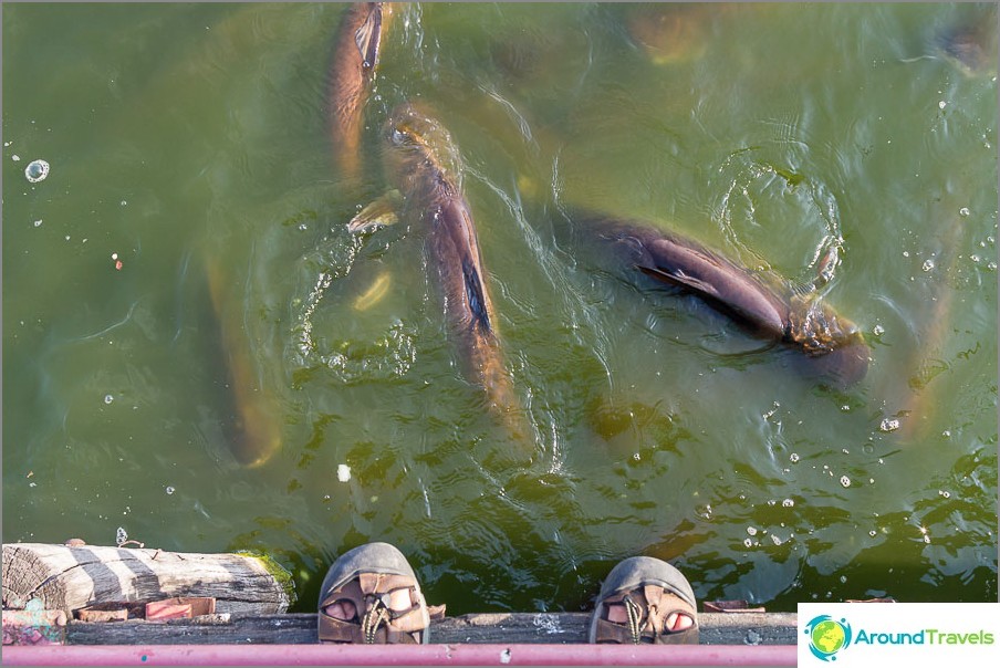 Et beaucoup de poissons