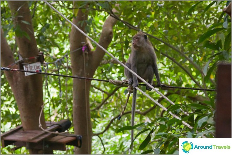 القرود في Tree Top Adventure Park