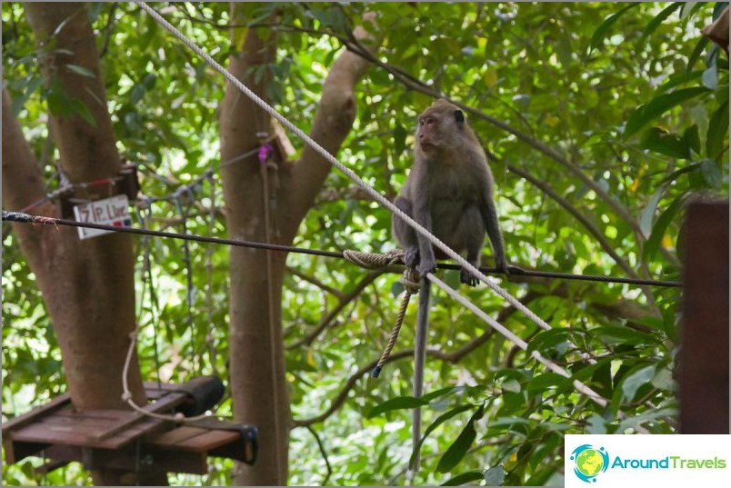 Opice na Tree Top Adventure Park