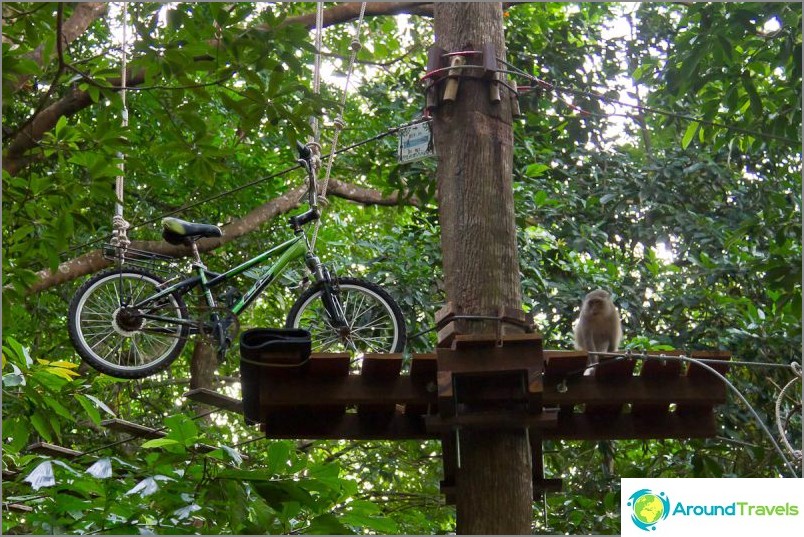 קופים בפארק ההרפתקאות Tree Top