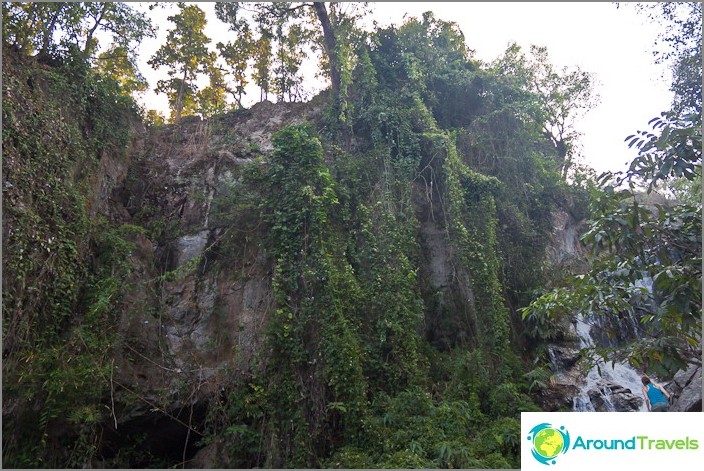 Augalija Doi Suthep nacionaliniame parke