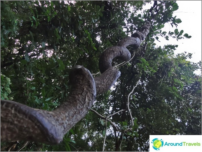 Creepers dans le parc national de Doi Suthep