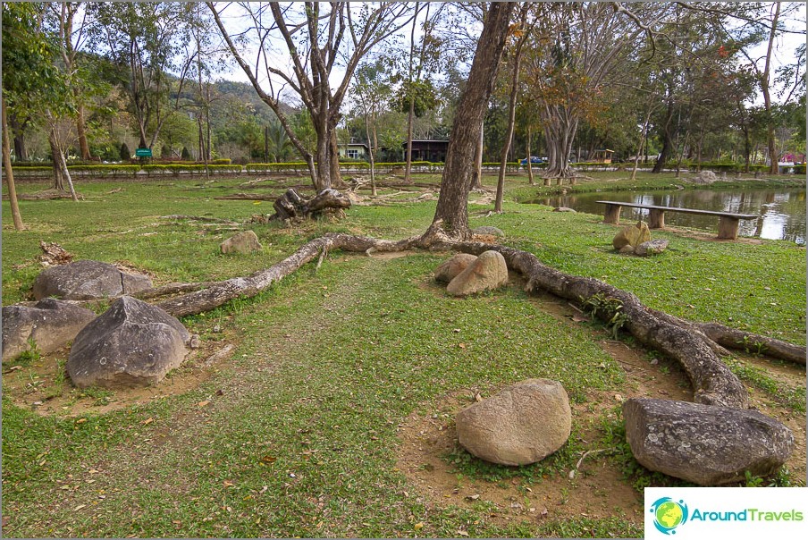 The roots of the trees are crawling out