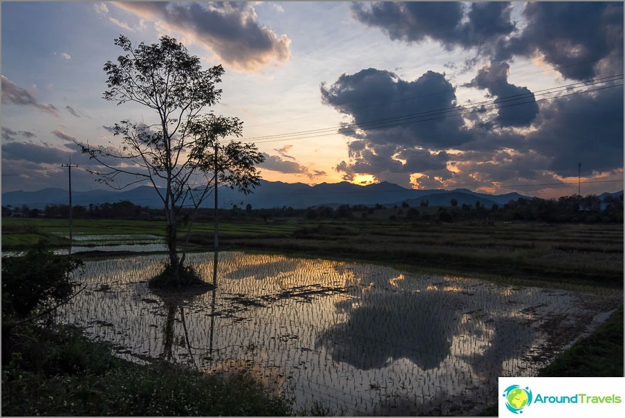 Sunset in the rice field at the end of the day