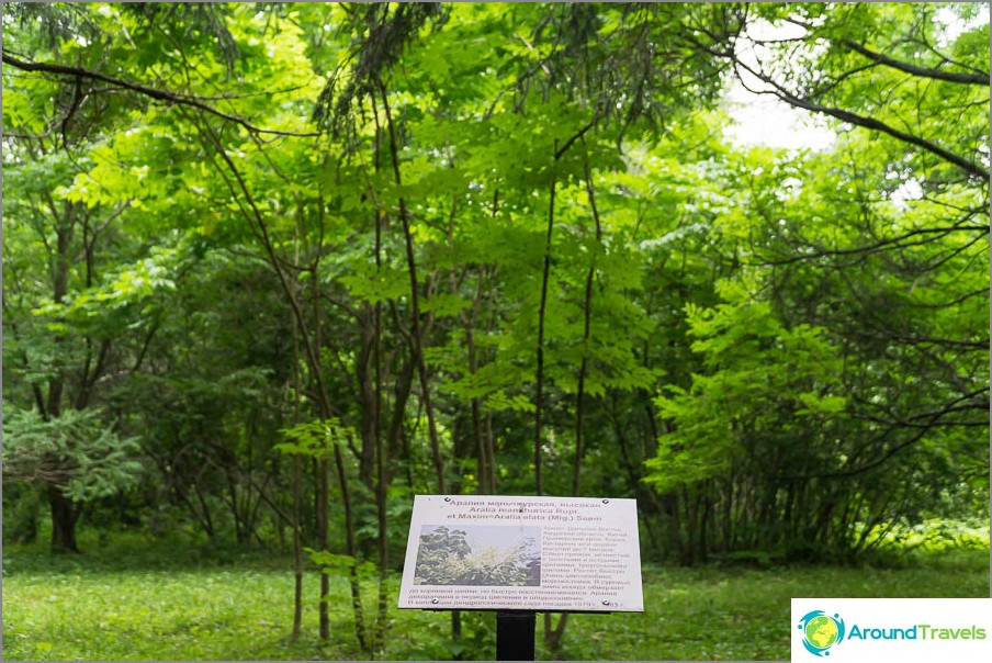 Aralia Manchurian