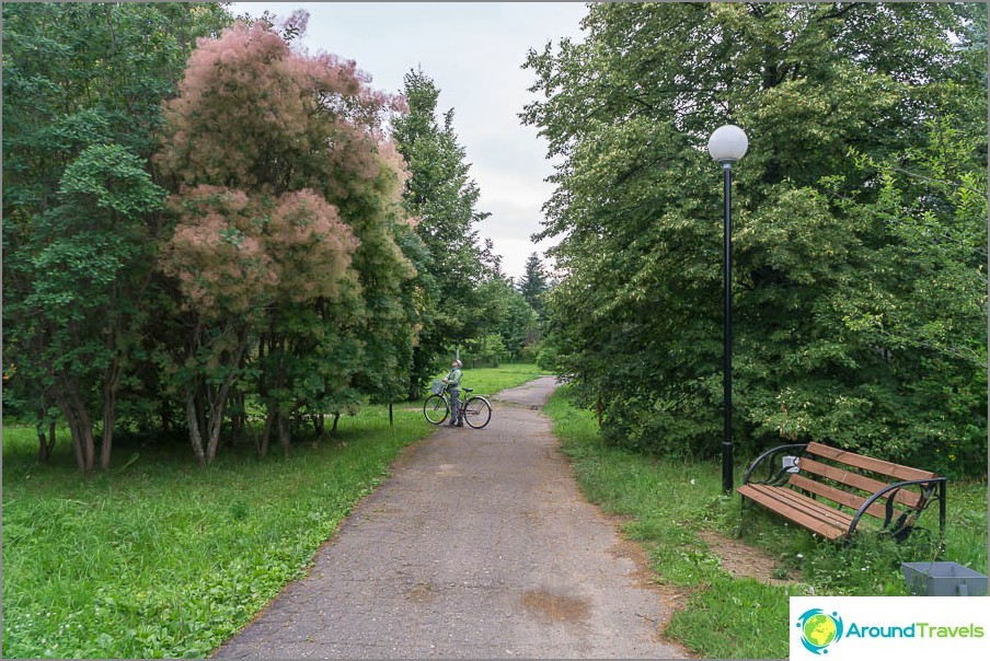 The paths in the park and the fluffy scumpia