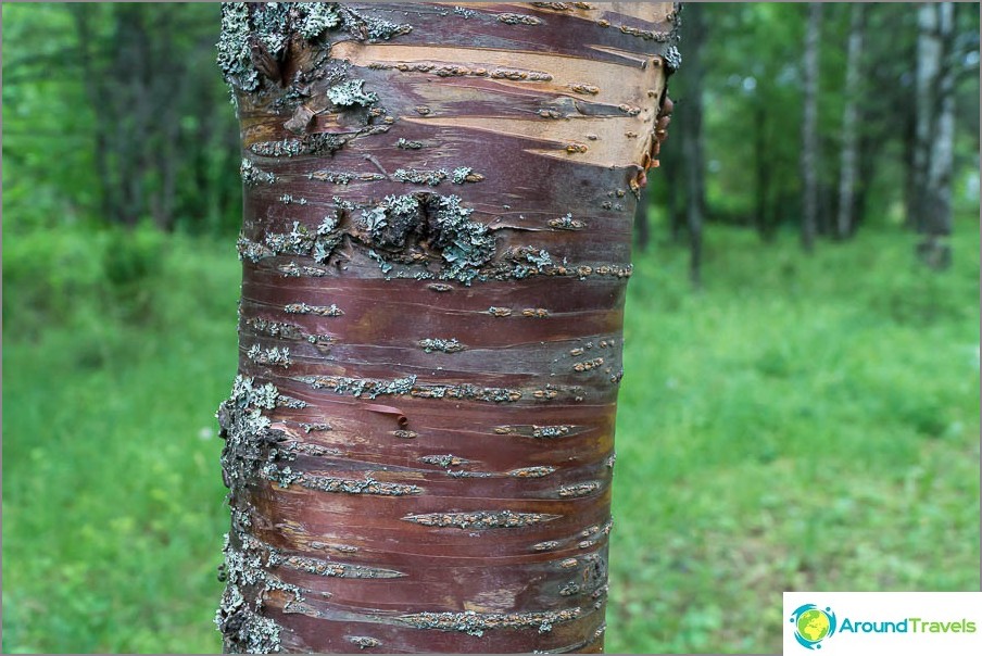 If I'm not mistaken, this is Maak's bird cherry