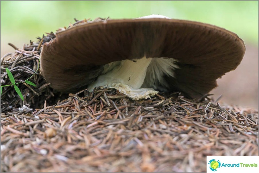 Mushroom under the spruce