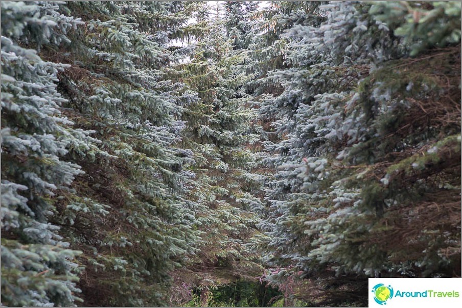 Vivere circondato da una tale foresta