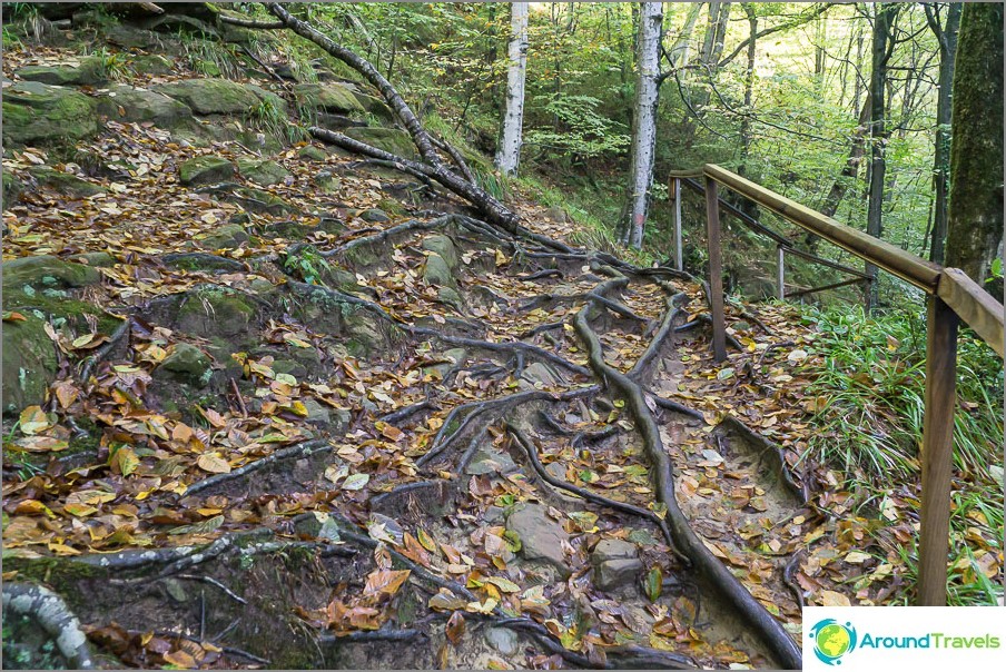 Le chemin le long de la gorge, des racines solides