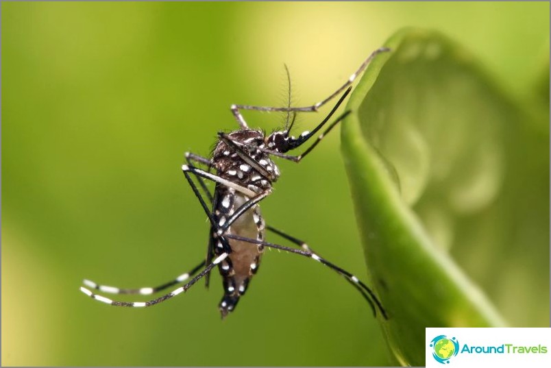 Mosquito vectors Aedes Aegypti