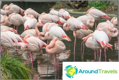Zoo in Prague - 3 hours of fun in winter and summer, all information