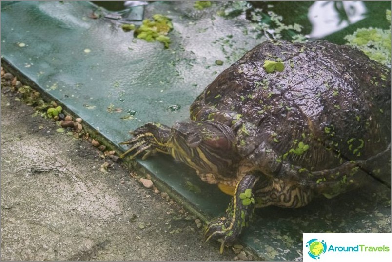 Liberec botaniske have - skønhed i hele vejret