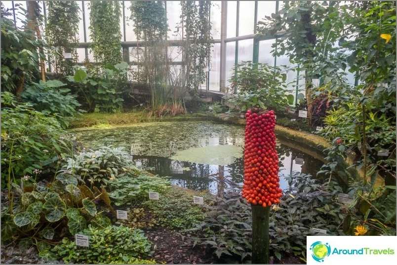 Una delle sale tropicali nel giardino botanico di Liberec