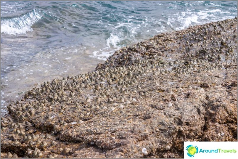 And it's better not to swim here, the shells on the stones are very sharp