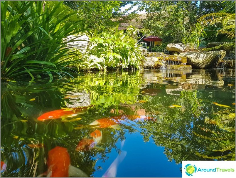 プーケット植物園-植物とセルフィー愛好家のために