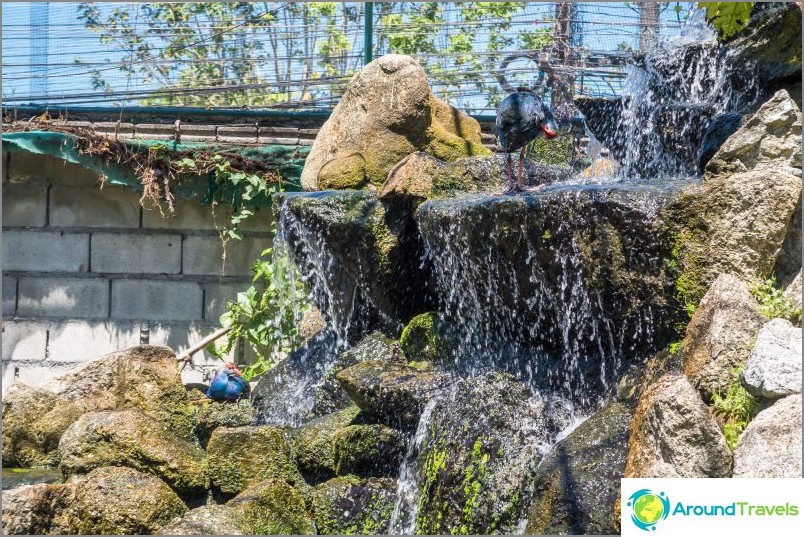 Puketo zoologijos sodas - mano apžvalga, kainos, nuotraukos ir parodų tvarkaraštis