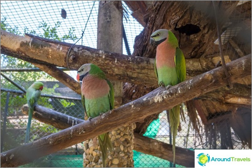 Phuket Zoo - meine Bewertung, Preise, Fotos und Show-Zeitplan