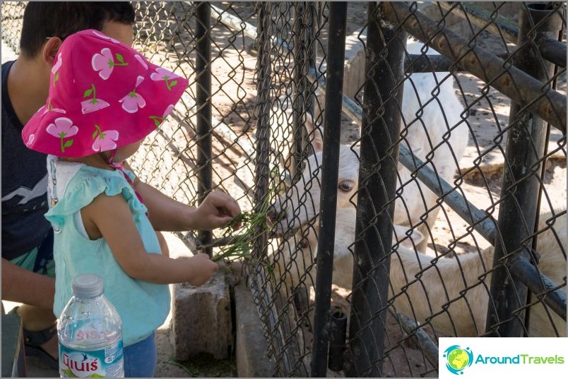 Zoológico de Phuket - minha análise, preços, fotos e horário do show