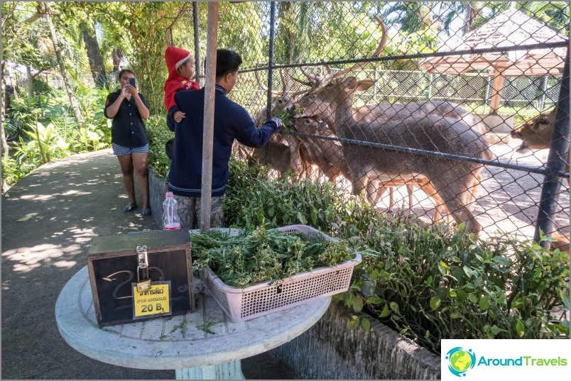 Phuket Zoo - min anmeldelse, priser, fotos og showplan