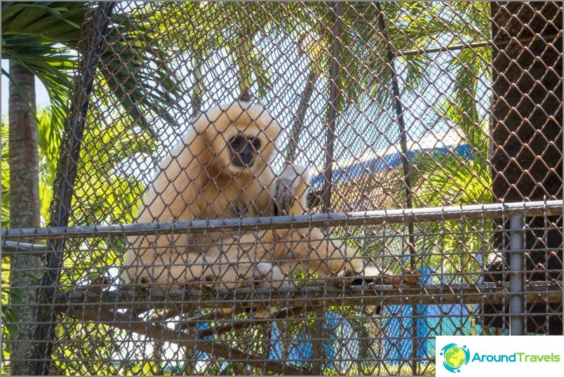 Phuket Zoo - min anmeldelse, priser, fotos og showplan