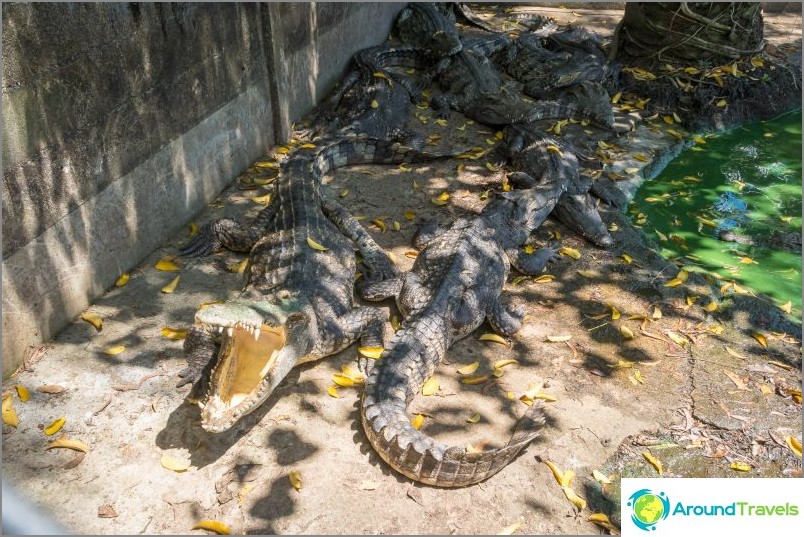 Phuket Zoo - моят преглед, цени, снимки и график на шоуто