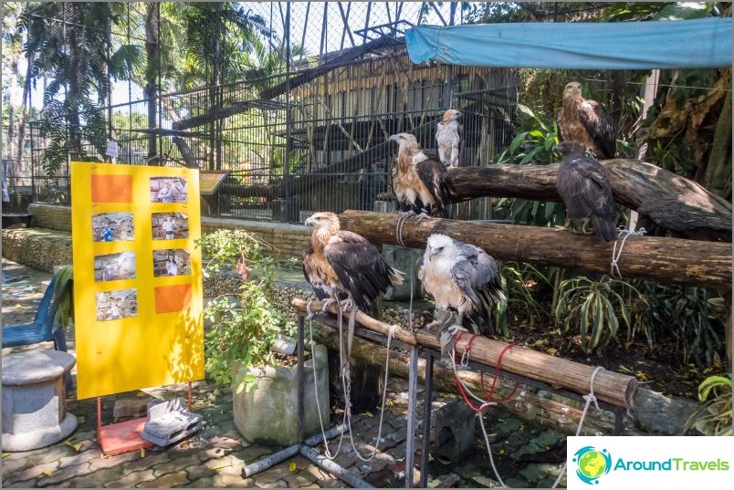 Zoo w Phuket - moja opinia, ceny, zdjęcia i harmonogram pokazów