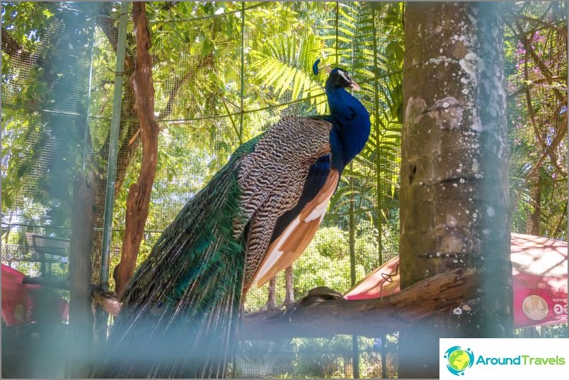 Zoo w Phuket - moja opinia, ceny, zdjęcia i harmonogram pokazów